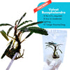 Velvet Bucephalandra