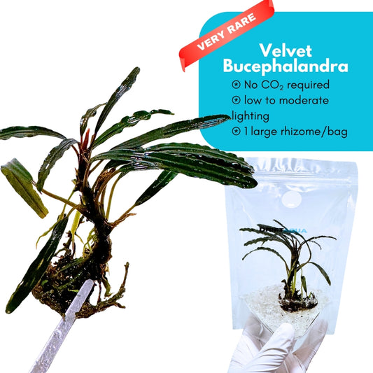 Velvet Bucephalandra
