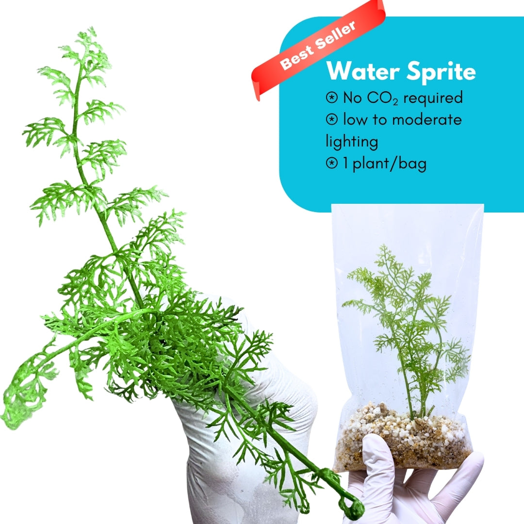 Water Sprite