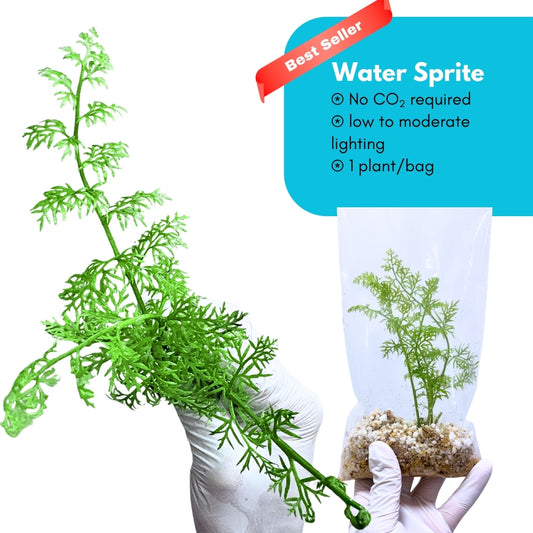 Water Sprite