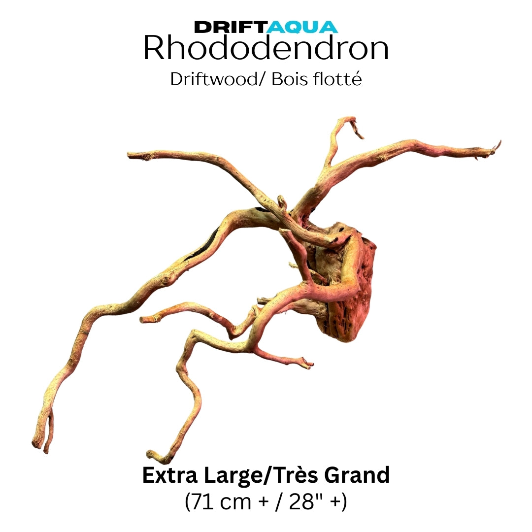 Extra Large Rhododendron Driftwood (28"+)