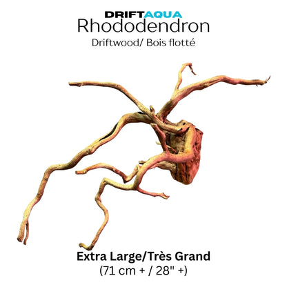 Extra Large Rhododendron Driftwood (28"+)