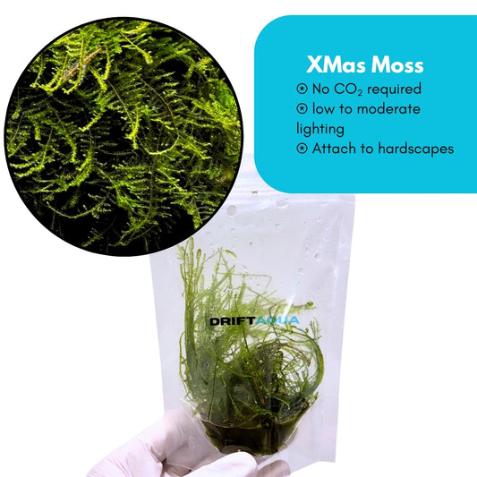 Christmas Moss