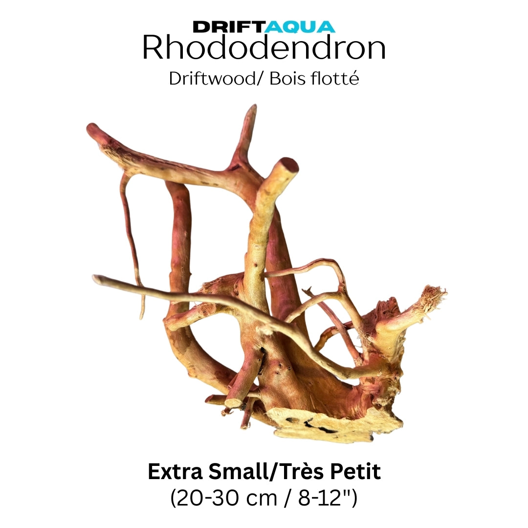 Extra Small Rhododendron Driftwood (8"-12")