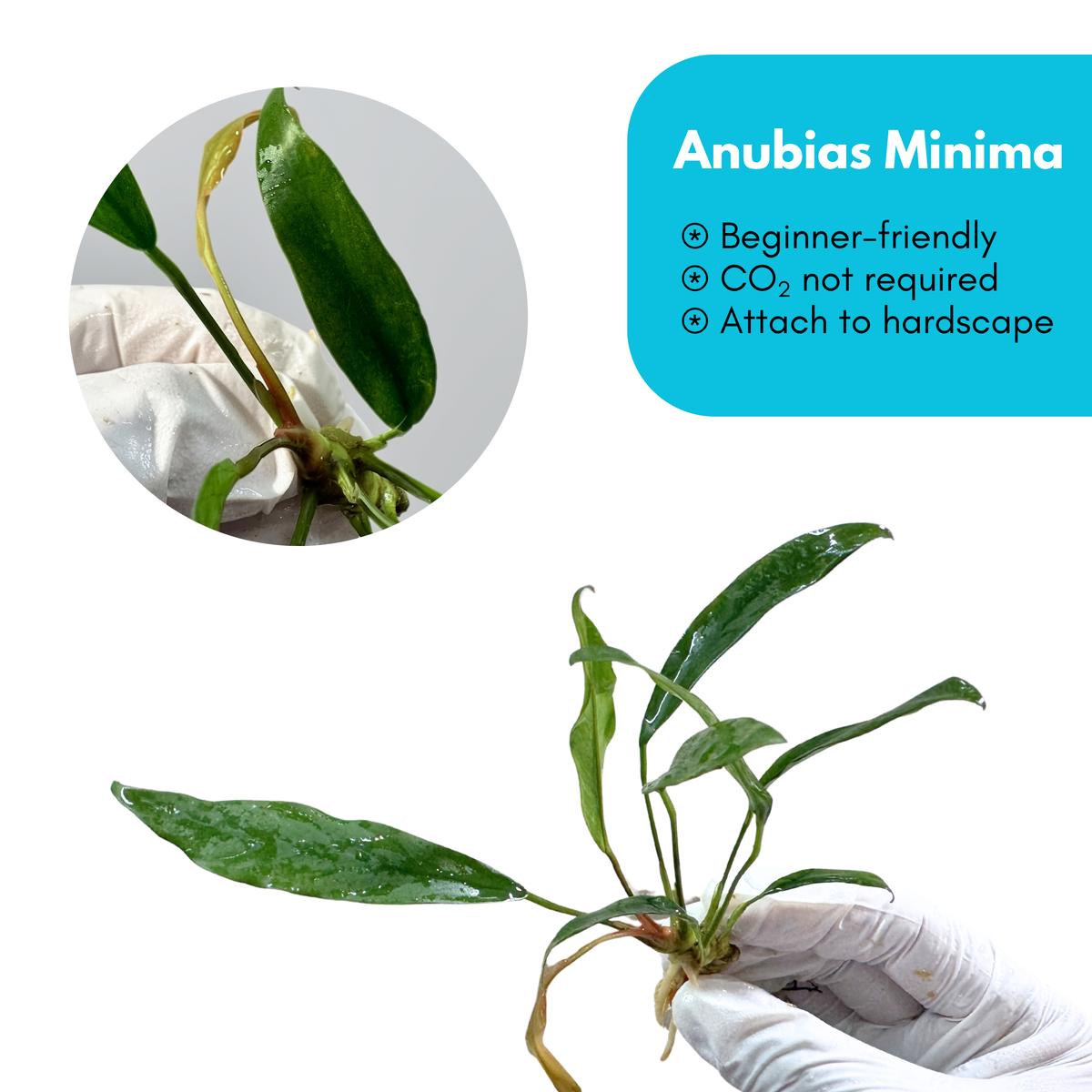 Anubias minima