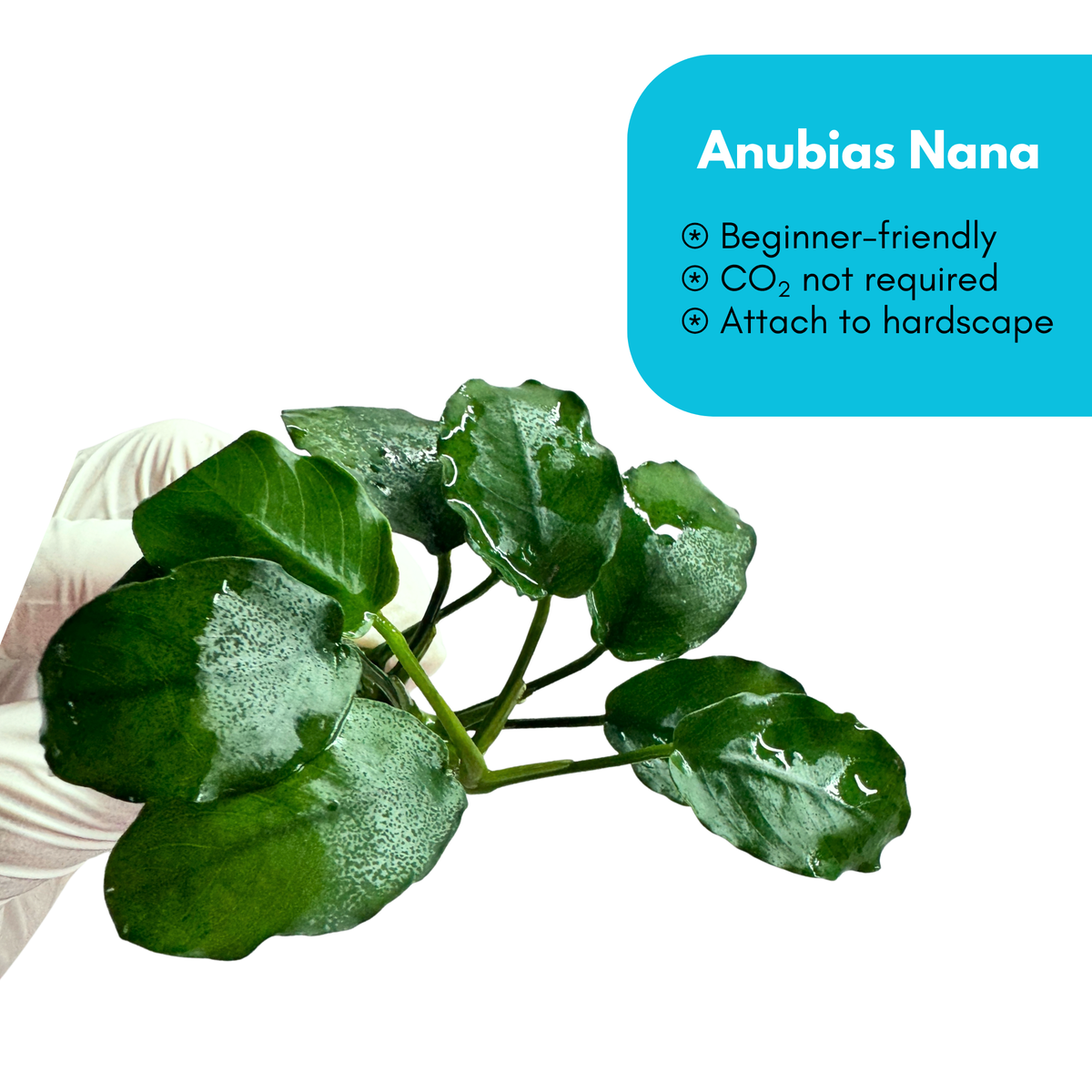 Anubias Nana