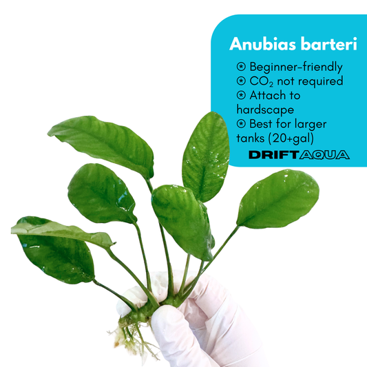 Anubias Barteri