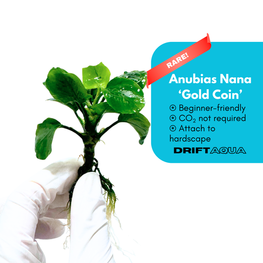 Anubias 'Gold Coin'
