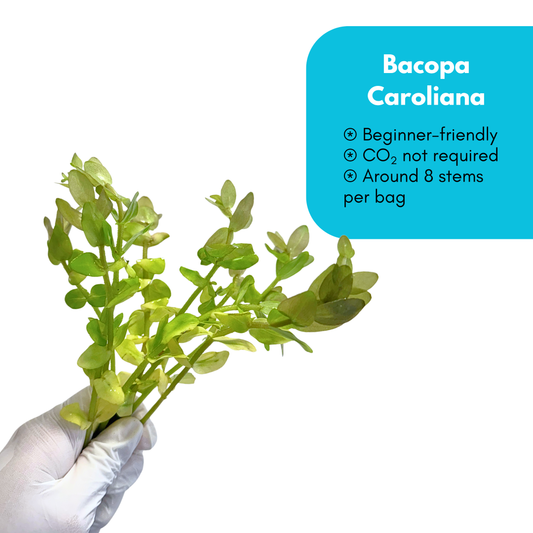 Bacopa Carolina