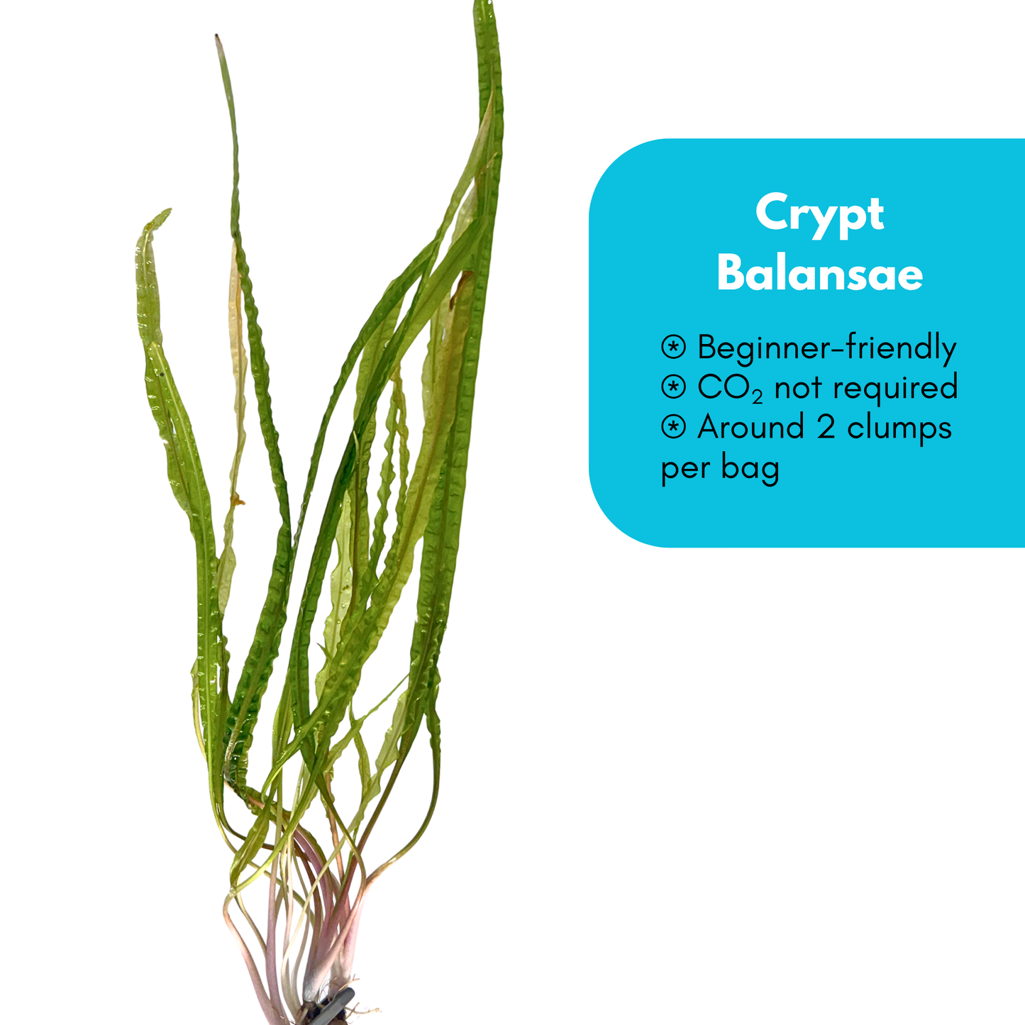 Cryptocoryne Balansae
