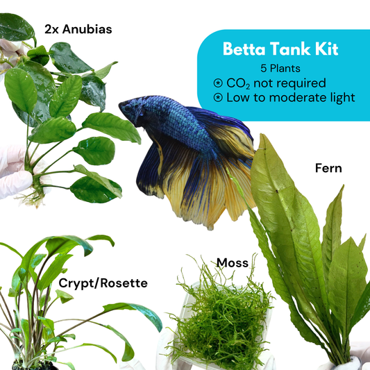 Betta Tank Kit