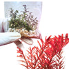 Rotala 'Blood Red'