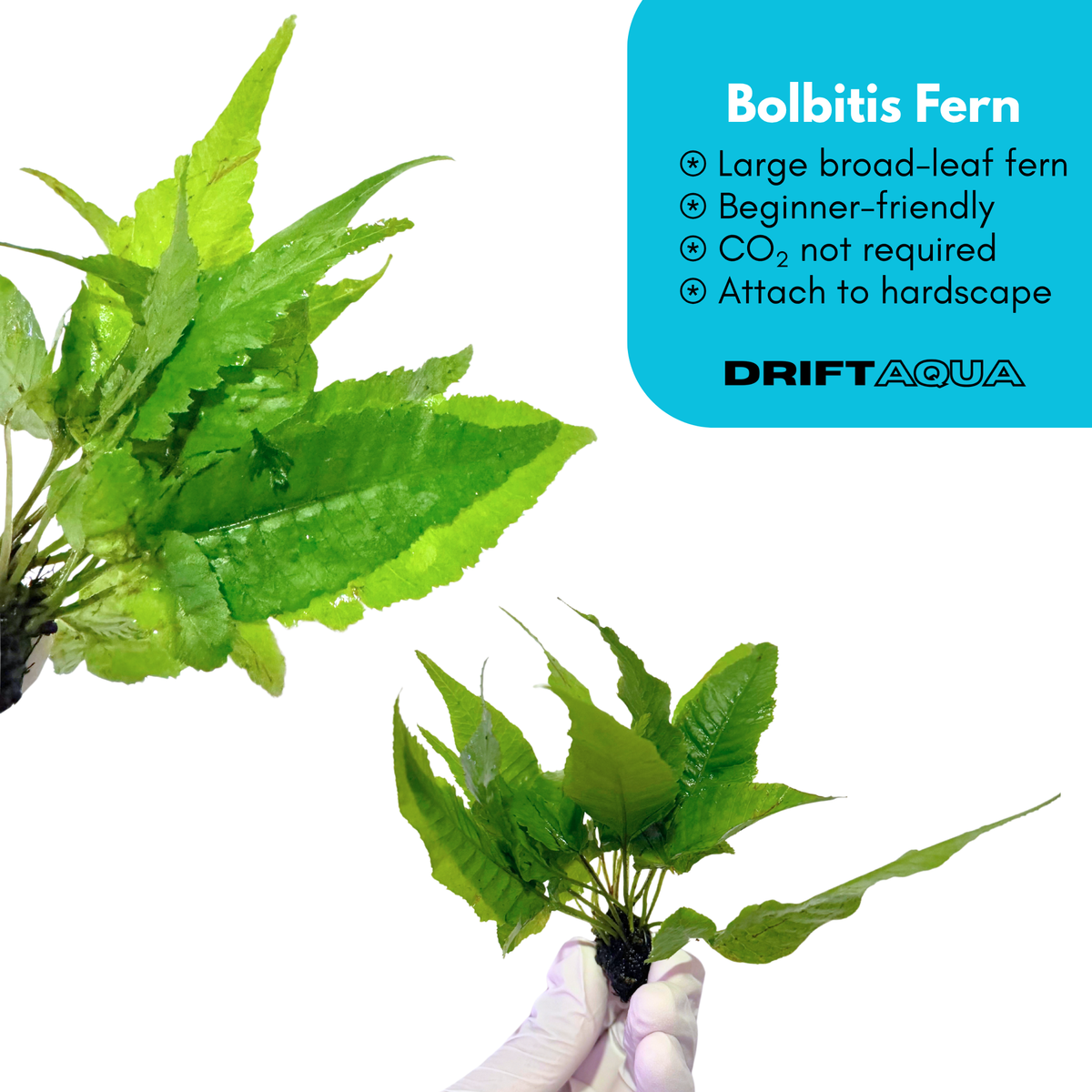 Bolbitis Fern
