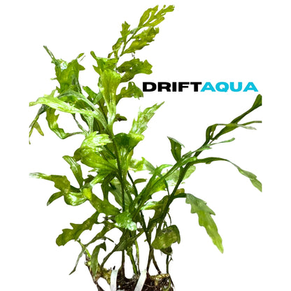Bolbitis Fern - Free Reward