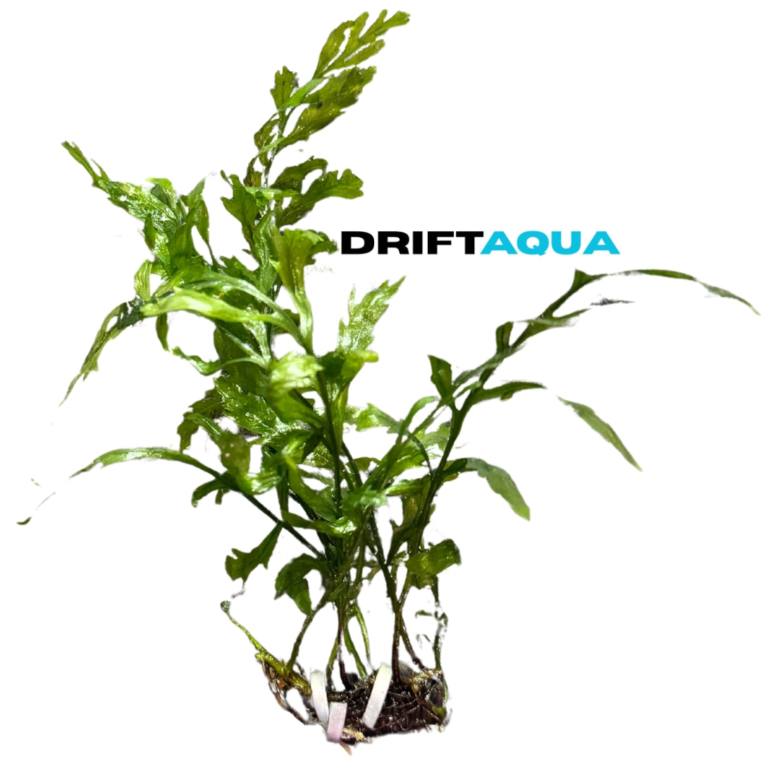 Bolbitis Fern - Free Reward