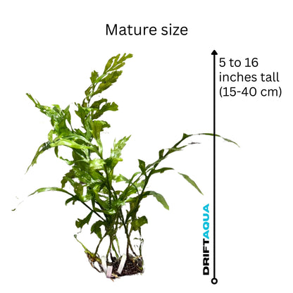 Bolbitis Fern - Free Reward