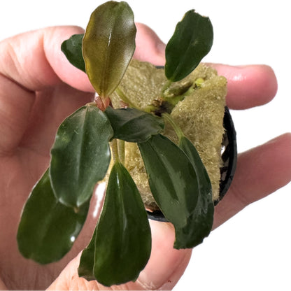 Dark Melawi Bucephalandra