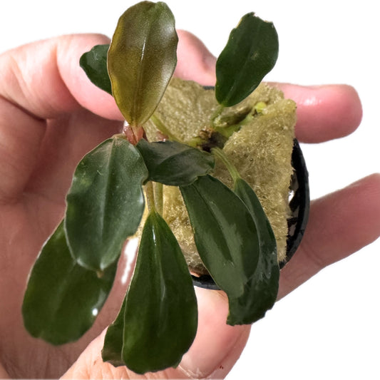 Dark Melawi Bucephalandra
