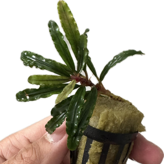 Bucephalandra Zeus