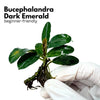 Dark Emerald Bucephalandra
