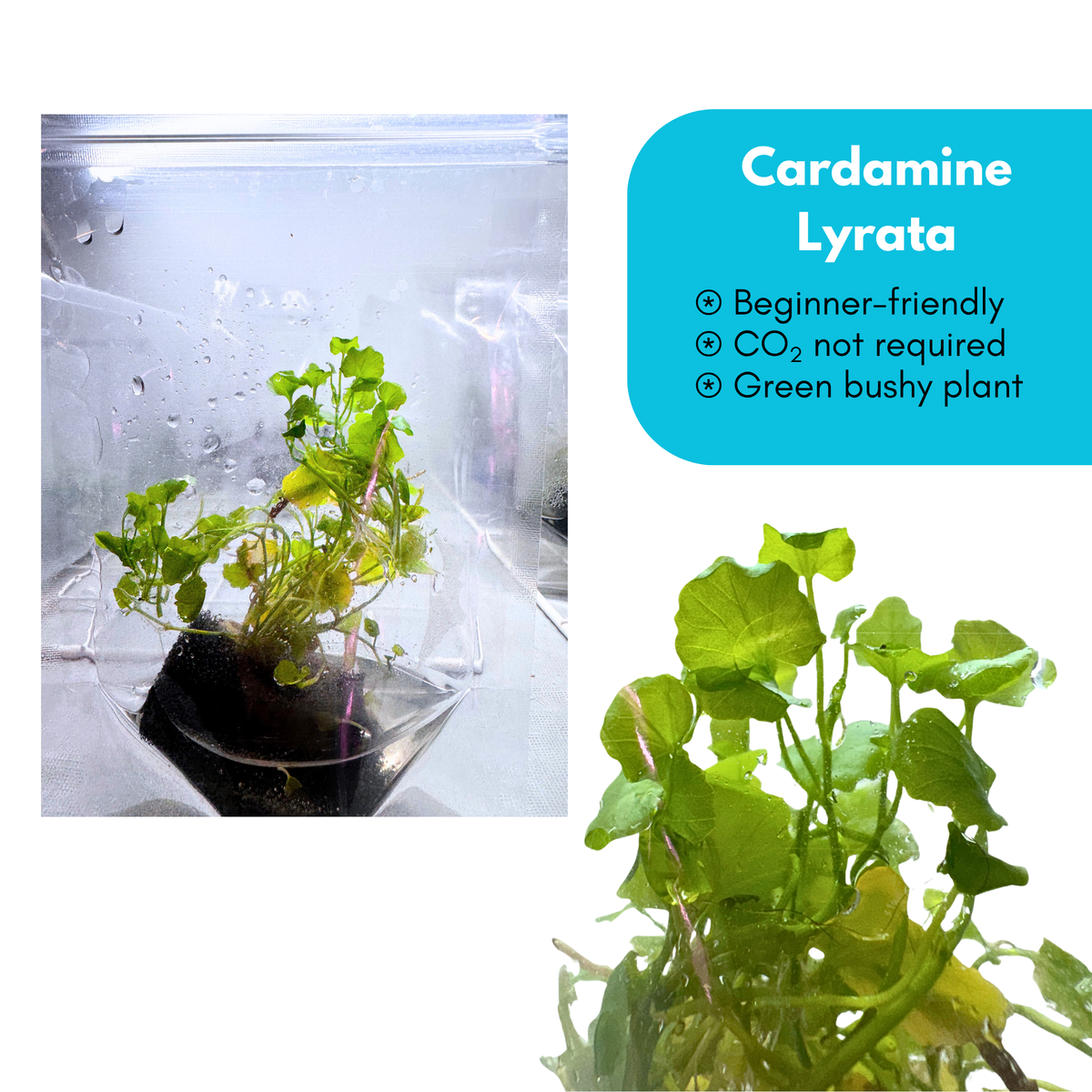 Cardamine Lyrata