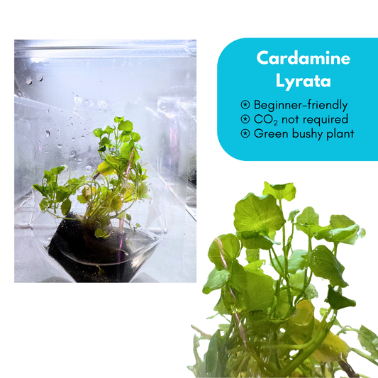 Cardamine Lyrata