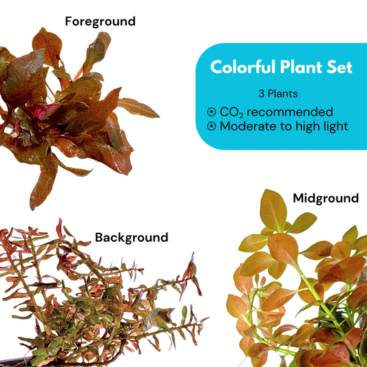 Colorful Plant Set