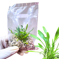 Cryptocoryne Lucens - Free Reward