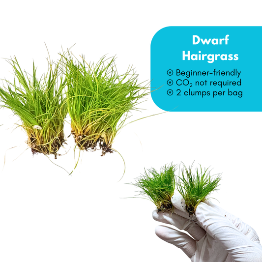 Dwarf Hairgrass