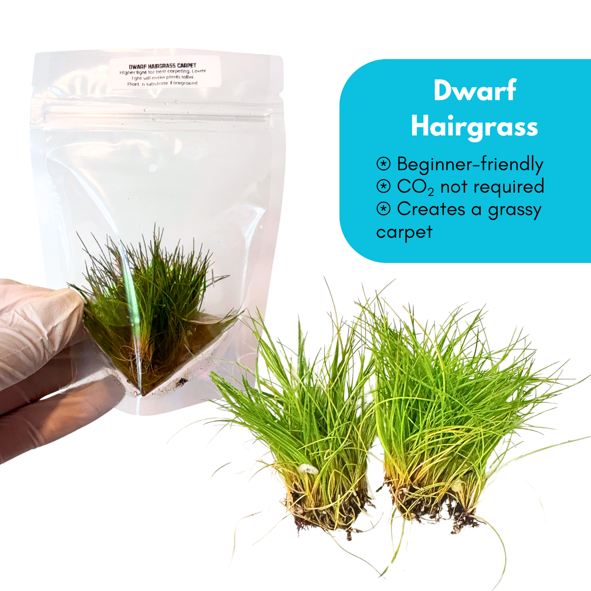 Dwarf Hairgrass