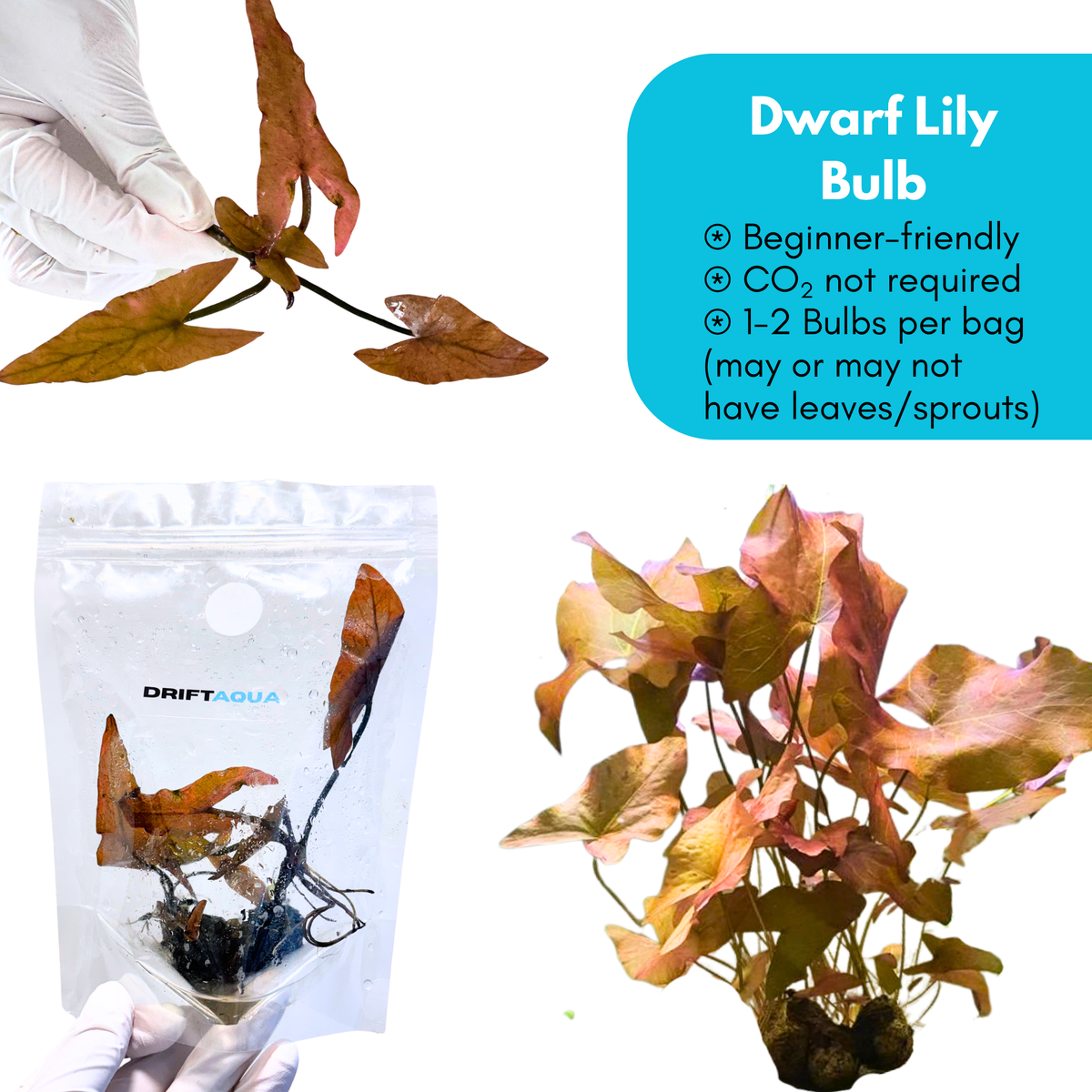 Dwarf Aquarium Lily Bulb
