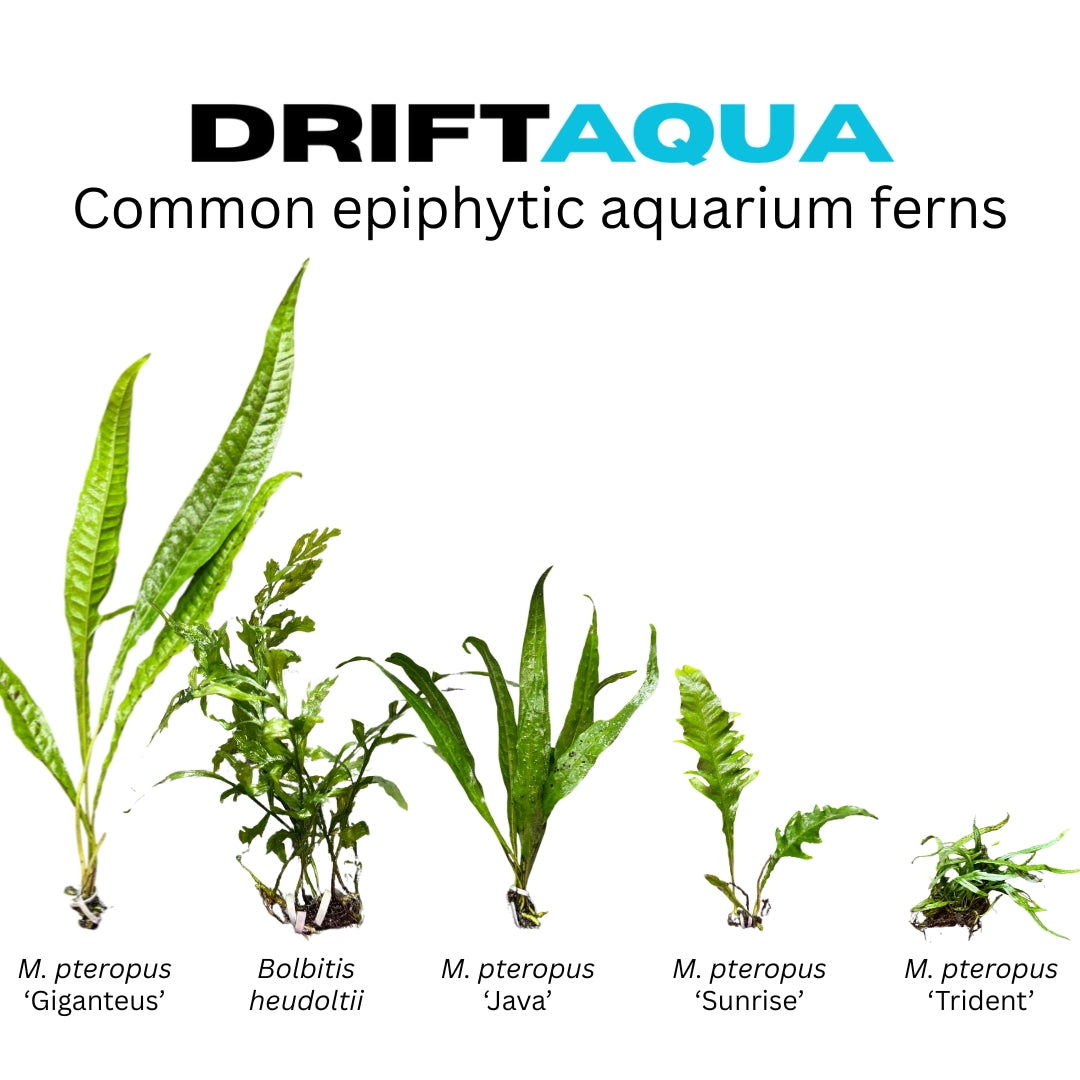 Giant Java Fern - Free Reward