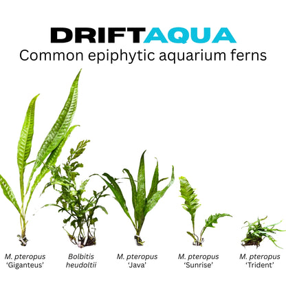 Giant Java Fern - Free Reward