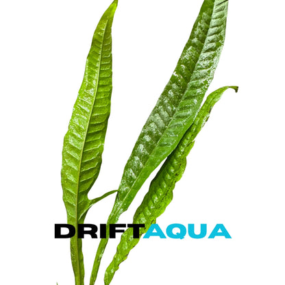Giant Java Fern - Free Reward