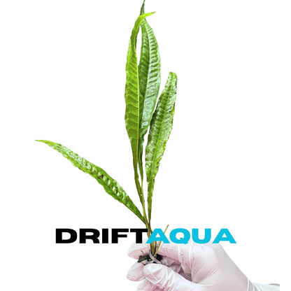 Giant Java Fern - Free Reward