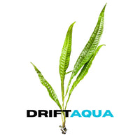 Giant Java Fern - Free Reward