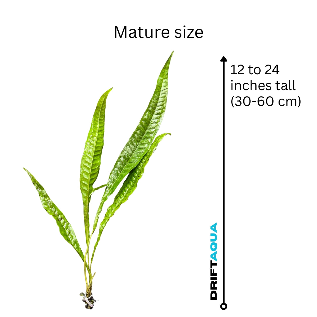 Giant Java Fern - Free Reward