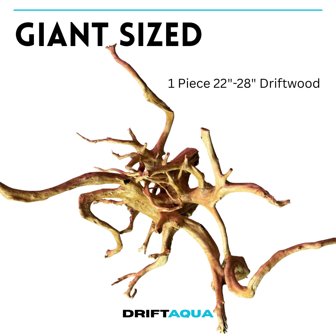 Large driftwood piece for aquarium measuring 22-28 inches