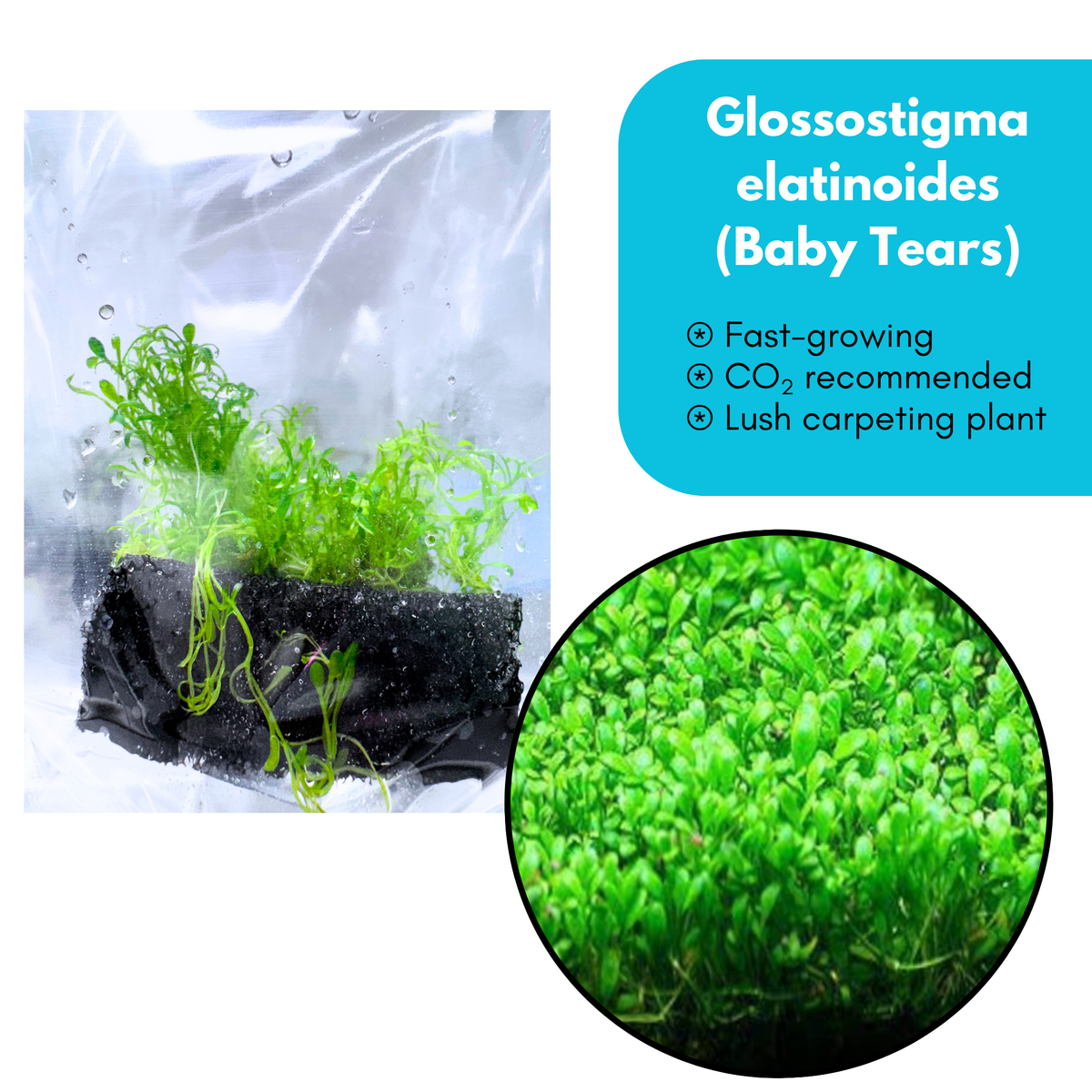 Glossostigma Elatinoides 'Baby Tears'