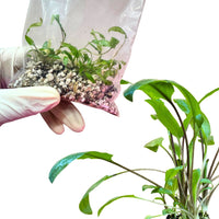 Cryptocoryne Wendtii 'Green' - Free Reward