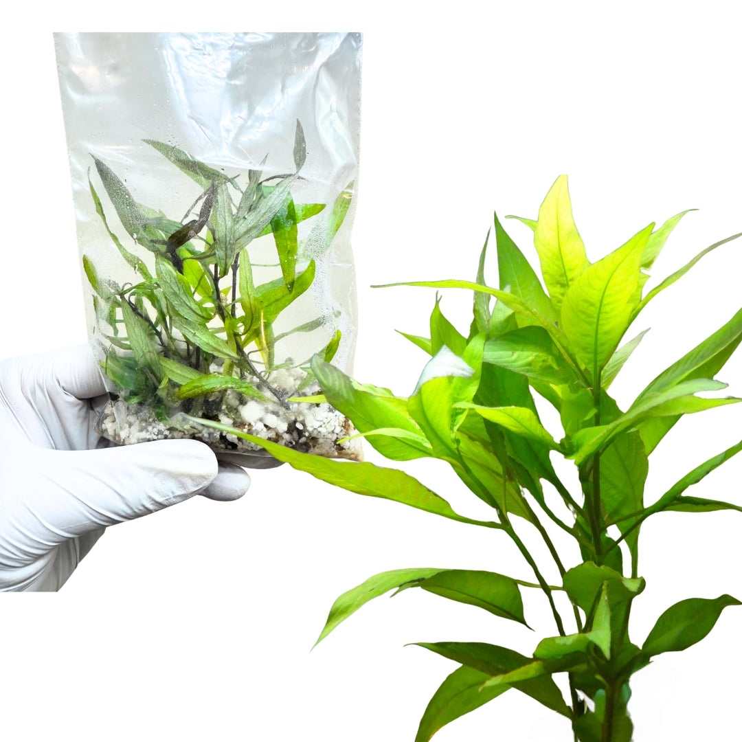 Siam Hygrophila
