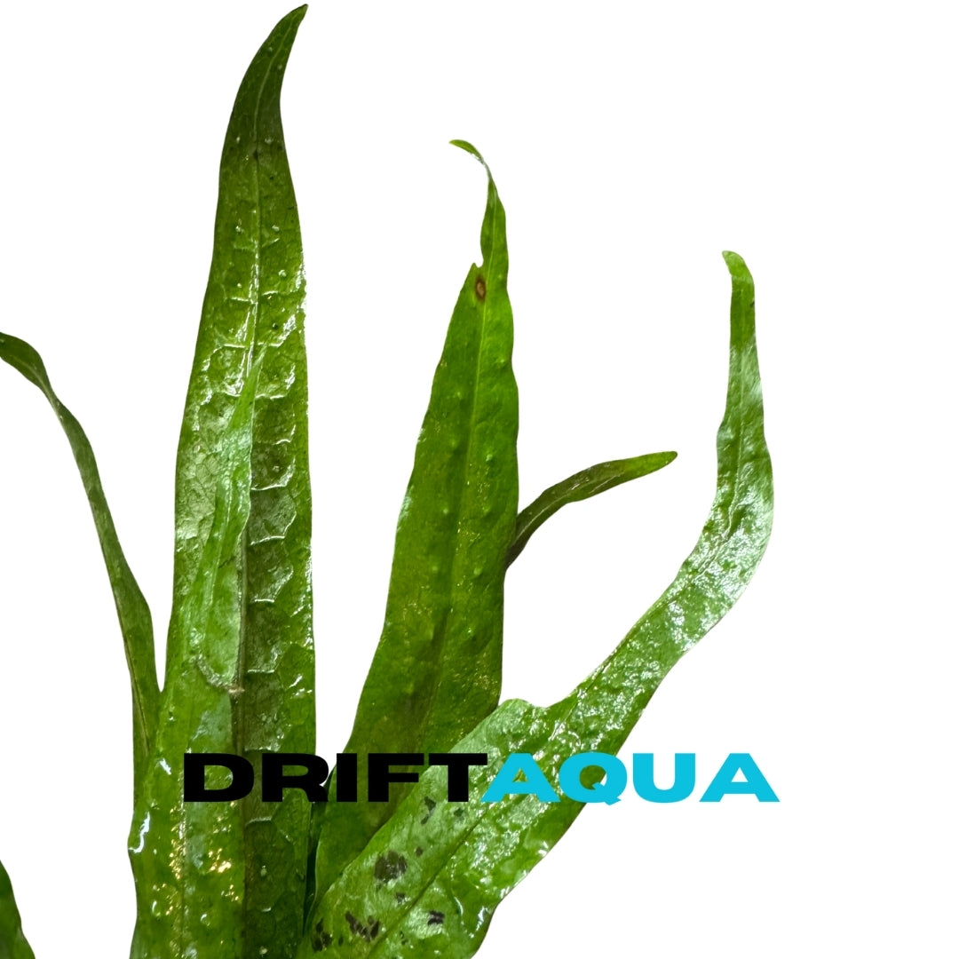 Java Fern