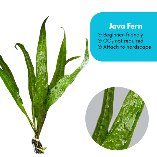 Java Fern