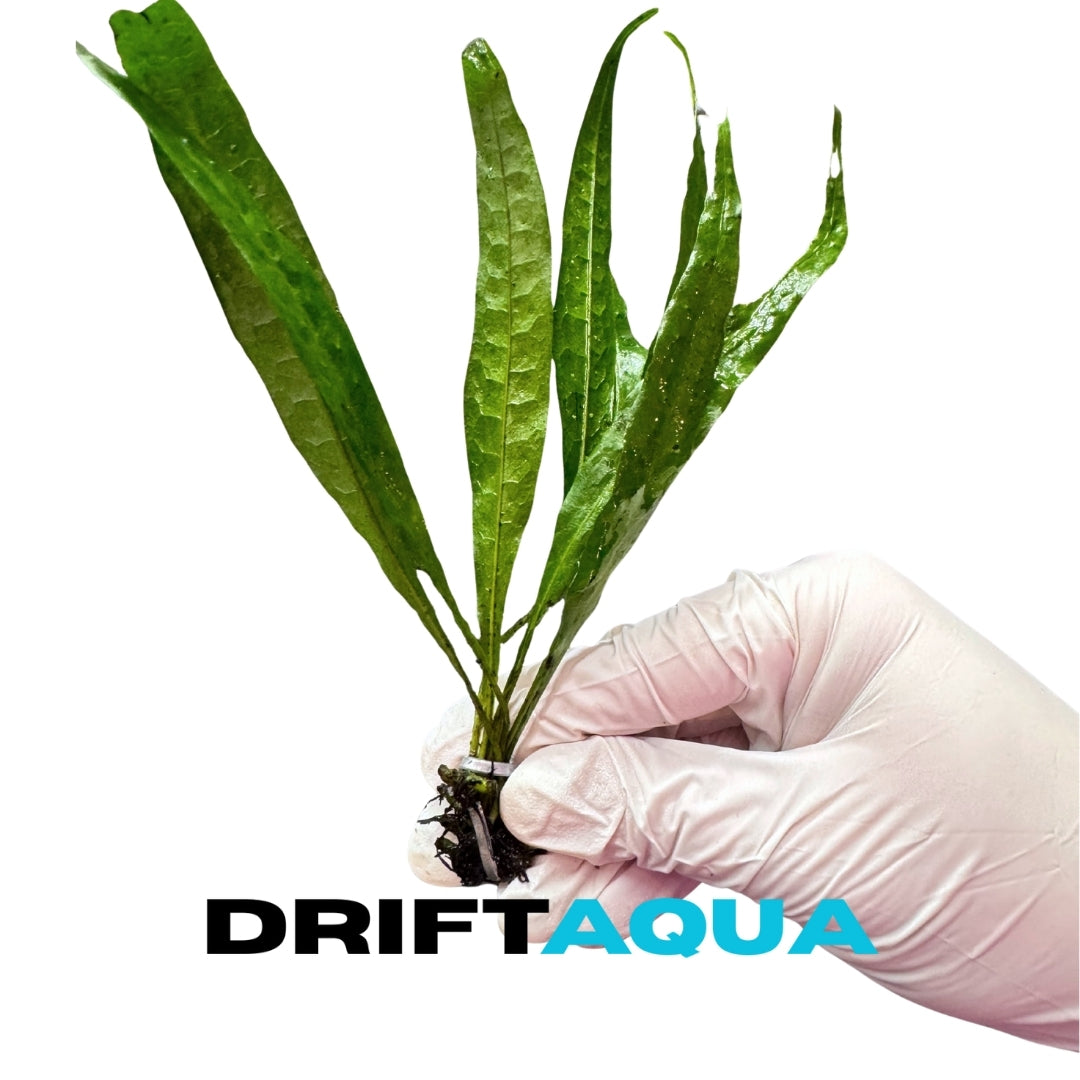 Java Fern