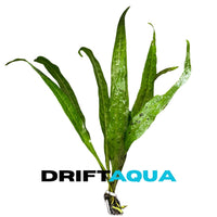 Java Fern - Free Reward