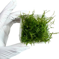 Java Moss - Free Reward