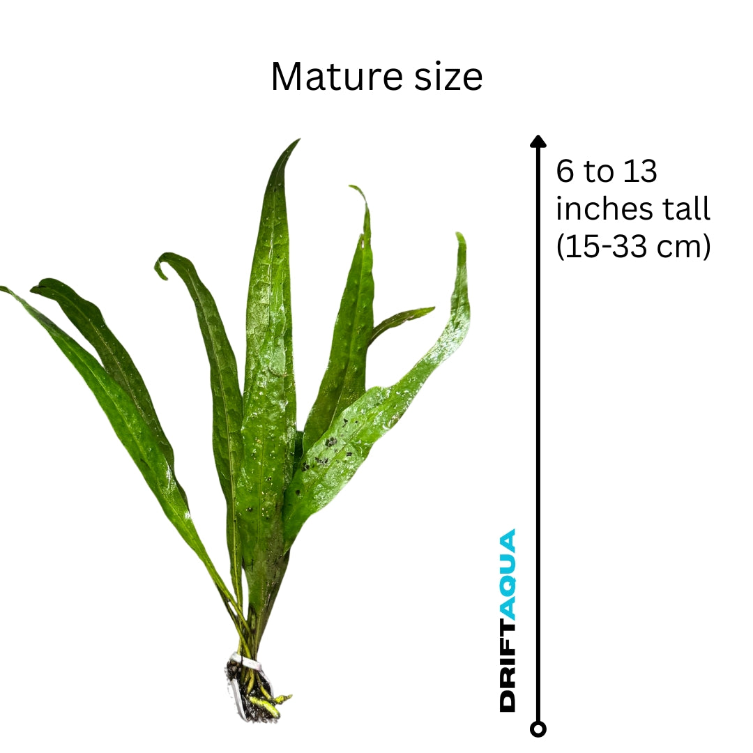 Java Fern