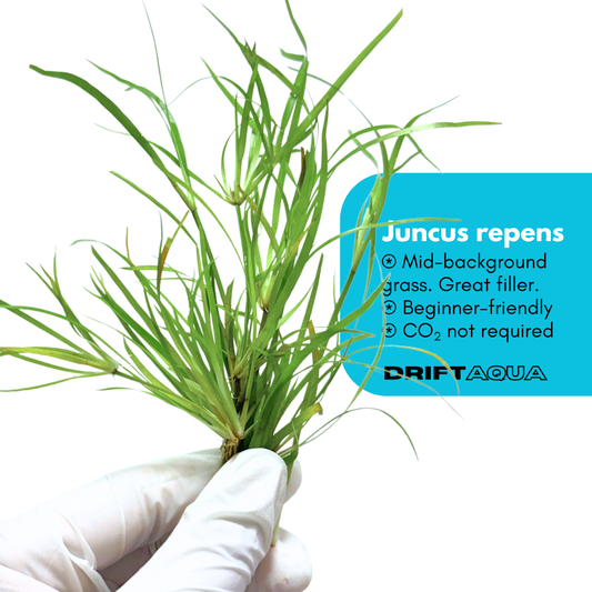 Juncus Repens 'Creeping Rush'