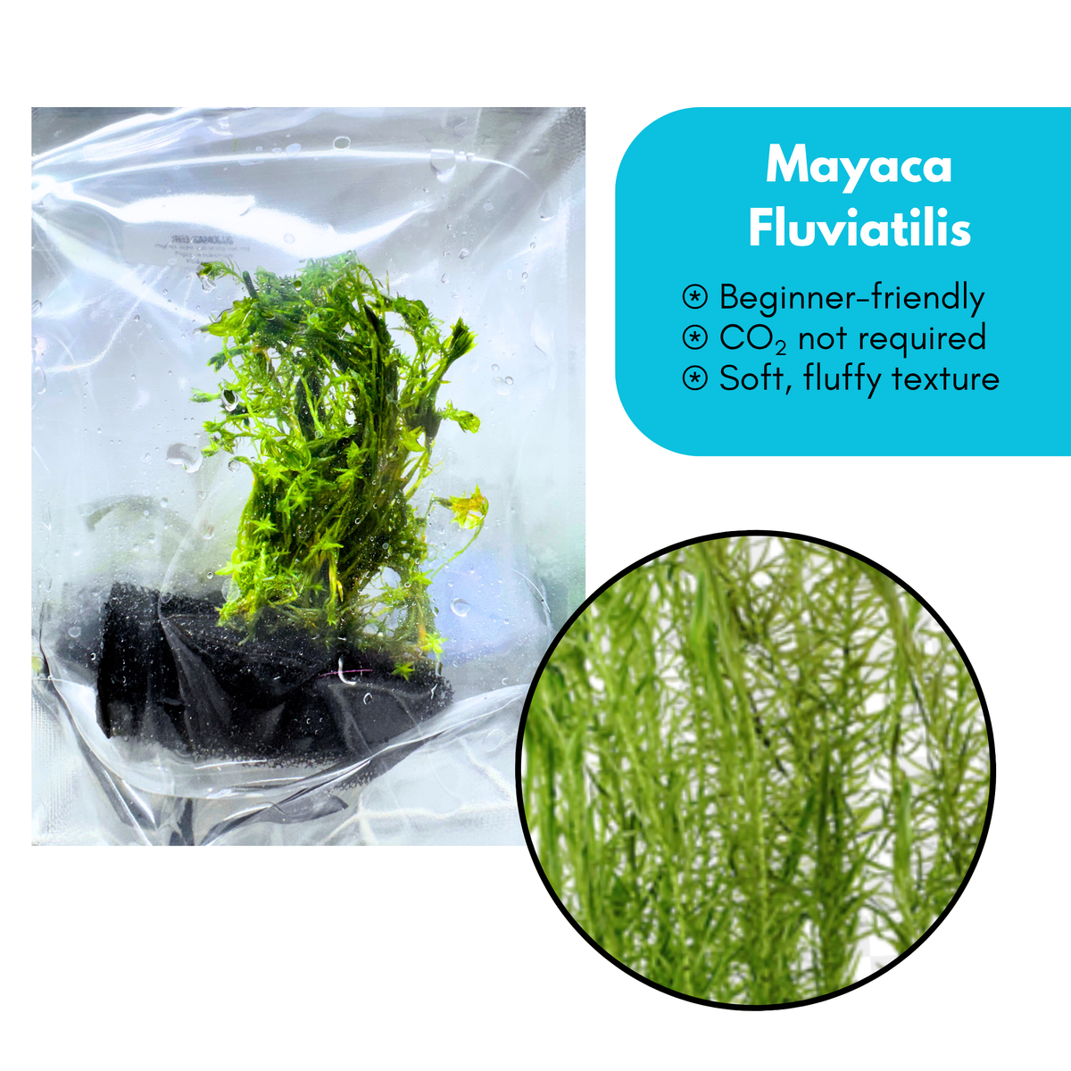 Mayaca Fluviatilis