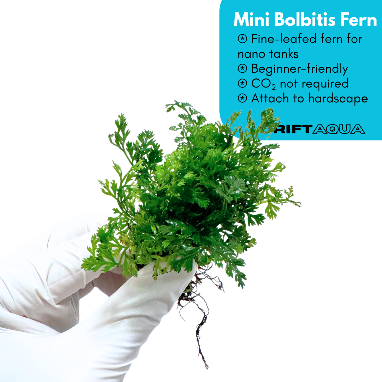 Mini Bolbitis Fern (Baby Leaf)